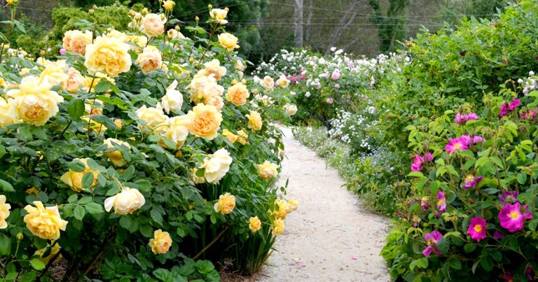 spring garden spring garden