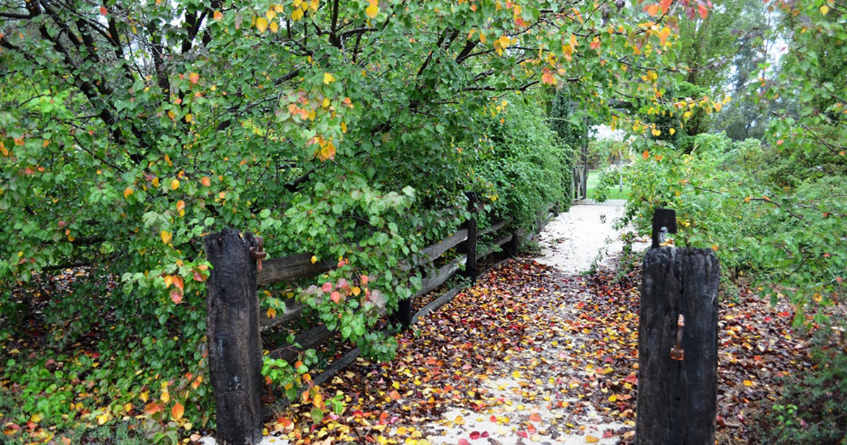 Autumn in The Heritage Garden Clare Valley