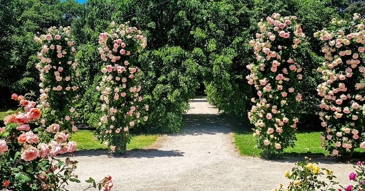 Our garden at The Heritage Garden Sevenhill, Clare Valley