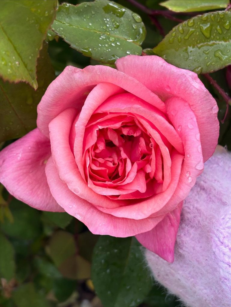 rose